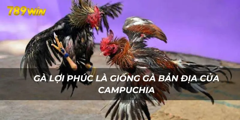 Gà Lợi Phúc là giống gà bản địa của Campuchia