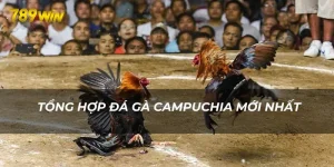 Tổng hợp đá gà Campuchia mới nhất