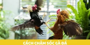 Cách chăm sóc gà đá