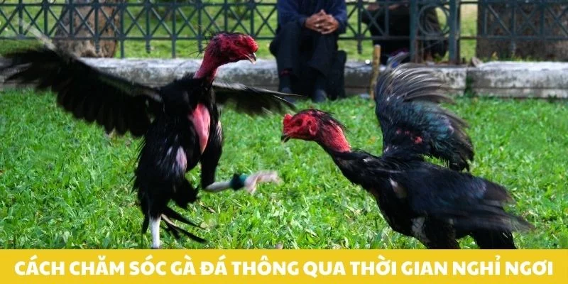 Cách chăm sóc gà đá thông qua thời gian nghỉ ngơi