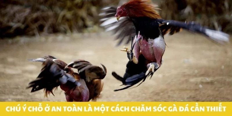Chú ý chỗ ở an toàn là một cách chăm sóc gà đá cần thiết