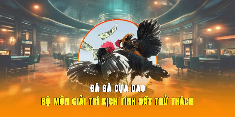 Đá gà cựa dao