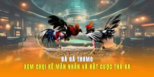 Đá Gà Thomo 789Win – Xem Chọi Kê Mãn Nhãn, Cược Thả Ga