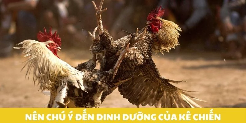 Nên chú ý đến dinh dưỡng của kê chiến